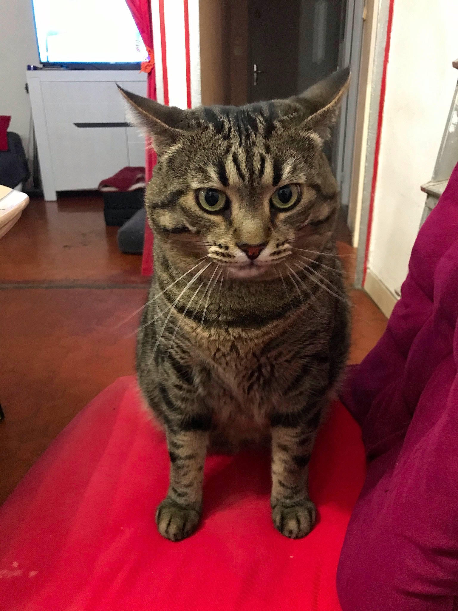 Gaston a rejoint le concours — aidez-le/la à gagner de superbes lots ! carnivore, cat, domestic_short_haired_cat, felidae, flooring, fur, head, small_to_medium_sized_cats, snout, terrestrial_animal, whiskers