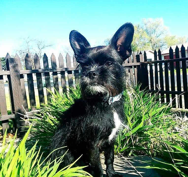 Bubba