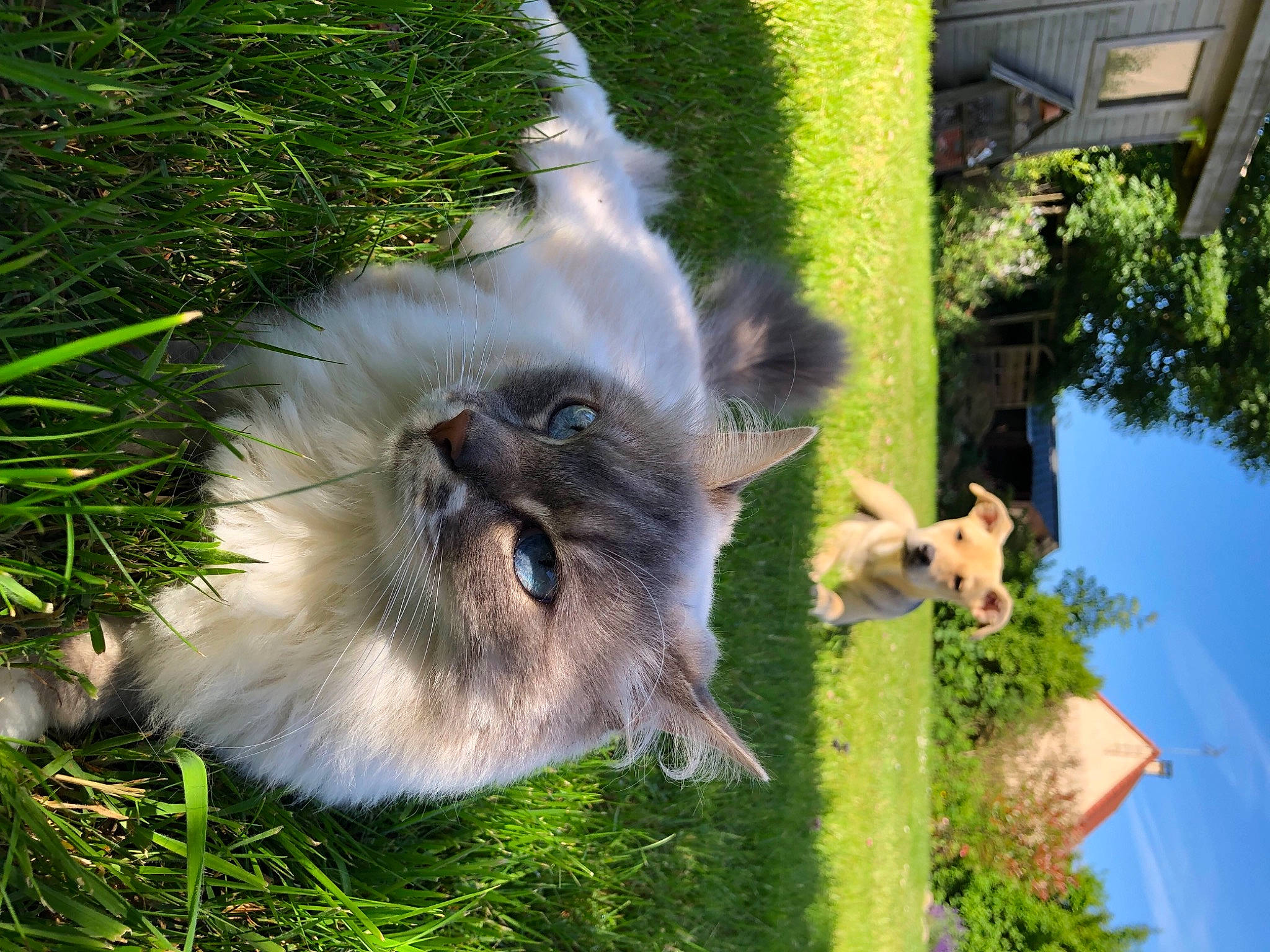 Blue a rejoint le concours — aidez-le/la à gagner de superbes lots ! canidae, carnivore, companion_dog, dog, dog_breed, fawn, felidae, fur, german_spitz, grass, green, houseplant, plant, small_to_medium_sized_cats, snout, sporting_group, tail, tree, whiskers, wildlife