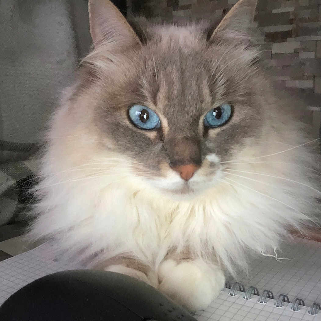 Blue a rejoint le concours — aidez-le/la à gagner de superbes lots ! angora, animal, cat, computer, computerhardware, computerkeyboard, desk, electronics, furniture, hardware, kitten, laptop, manx, monitor, mouse, pc, pet, screen, siamese, table