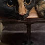 Spider a rejoint le concours — aidez-le/la à gagner de superbes lots ! animal, black, cat, close_up, curious, eyes, face, feline, focus, fur, indoor, looking, muzzle, nose, orange, pet, portrait, table, whiskers, wood