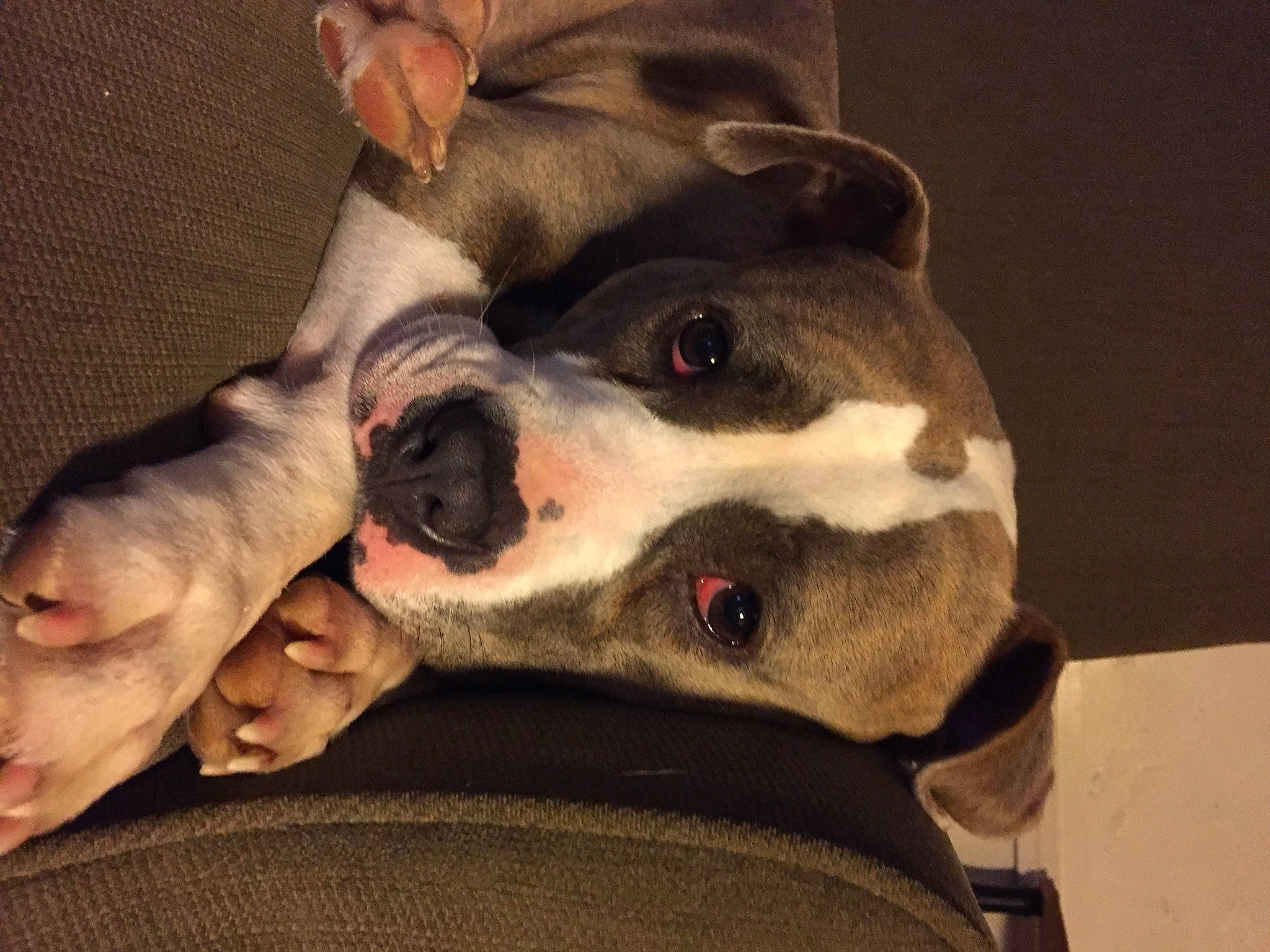 Lola is registered to the contest to win money with this photo: american_staffordshire_terrier, boston_terrier, canidae, carnivore, companion_dog, dog, dog_breed, ear, eye, french_bulldog, head, mammal, non_sporting_group, nose, old_english_bulldog, olde_english_bulldogge, puppy, snout, valley_bulldog, vertebrate