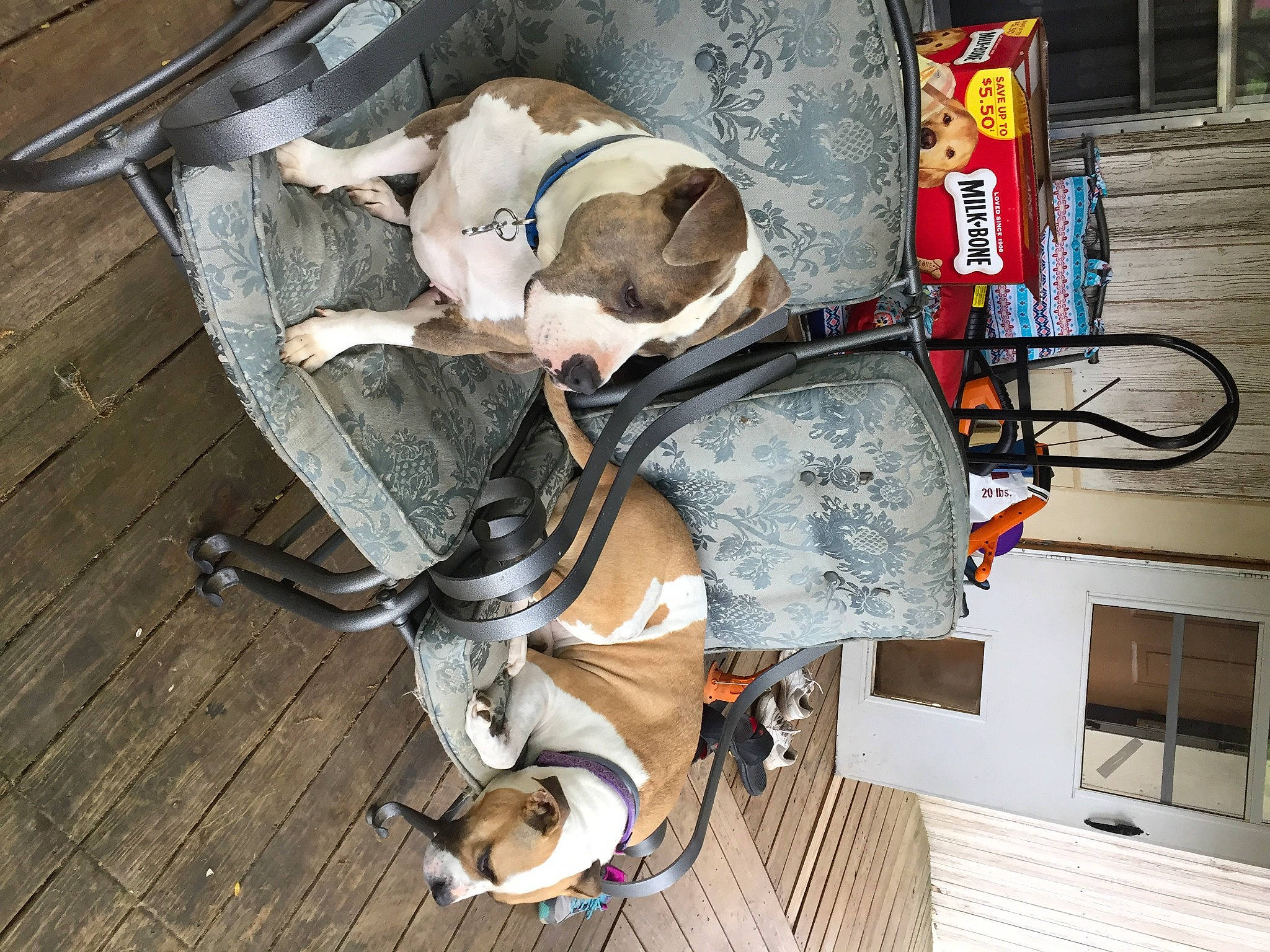 Lola joined the competition — help win amazing prizes! canidae, cat, fawn, snout, working_animal