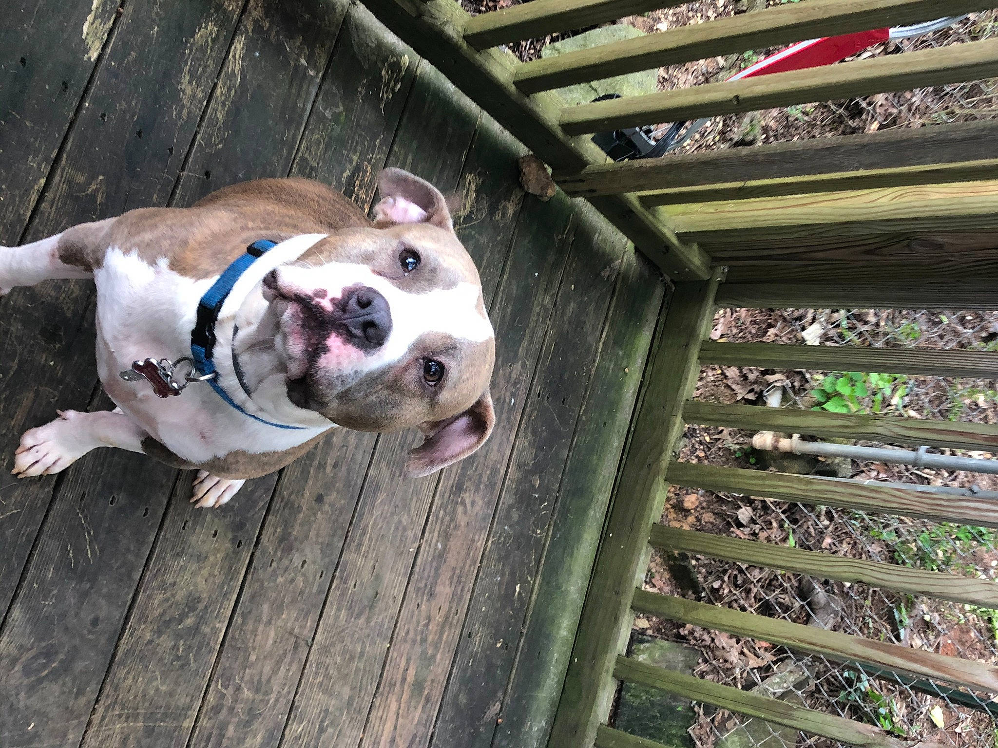 Lola joined the competition — help win amazing prizes! american_bulldog, american_staffordshire_terrier, australian_bulldog, canidae, carnivore, collar, companion_dog, dog, dog_breed, dog_collar, dorset_olde_tyme_bulldogge, fawn, mammal, non_sporting_group, olde_english_bulldogge, pit_bull, puppy, snout, sporting_group, valley_bulldog