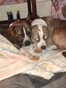 Lola is registered to the contest to win money with this photo: american_pit_bull_terrier, american_staffordshire_terrier, canidae, carnivore, companion_dog, dog, dog_breed, fawn, mammal, non_sporting_group, pit_bull, puppy, vertebrate, whippet