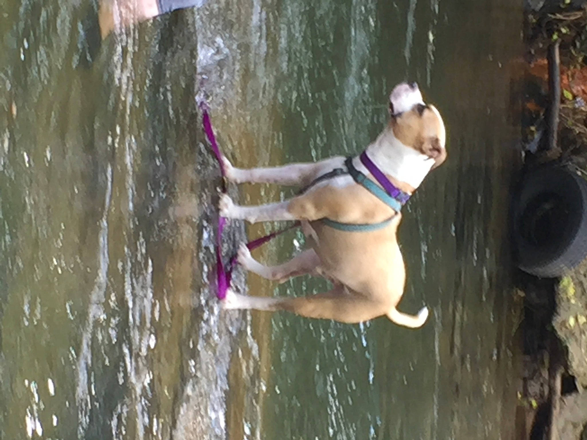 Jake joined the competition — help win amazing prizes! adventure, canidae, carnivore, dog_breed, fawn, fun, recreation