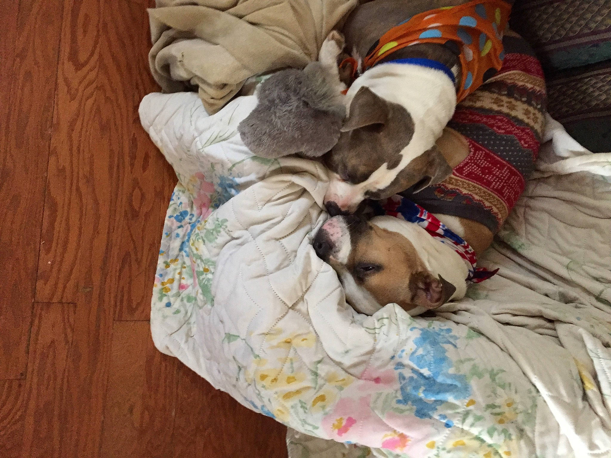 Jake is registered to the contest to win money with this photo: blanket, canidae, carnivore, child, comfort, companion_dog, dog, dog_breed, fawn, linens, nap, non_sporting_group, sleep, sporting_group, textile