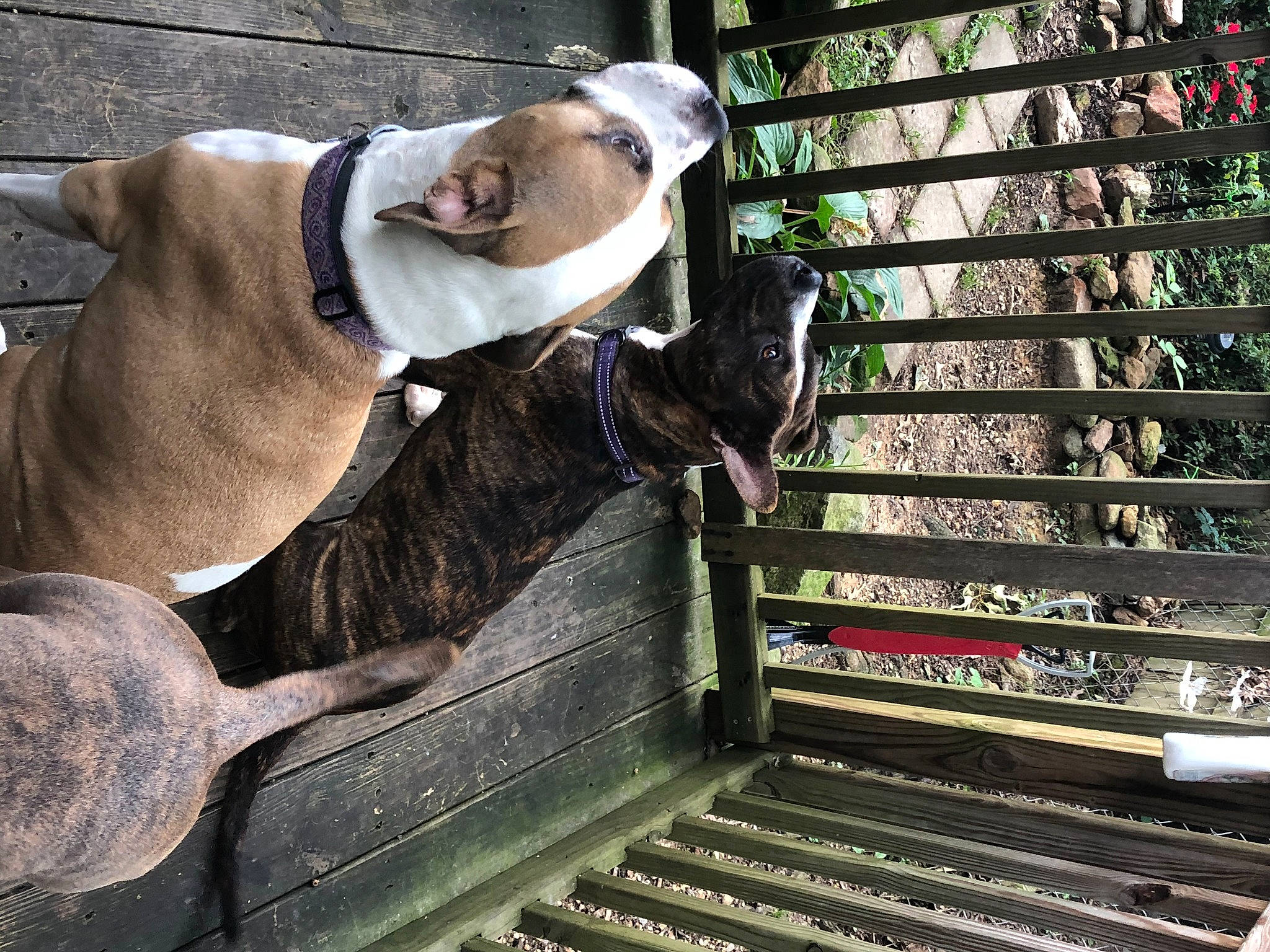 Jake joined the competition — help win amazing prizes! american_bulldog, american_pit_bull_terrier, american_staffordshire_terrier, canidae, carnivore, collar, dog, dog_breed, dog_collar, ear, fawn, leash, metal, non_sporting_group, pit_bull, snout, sporting_group