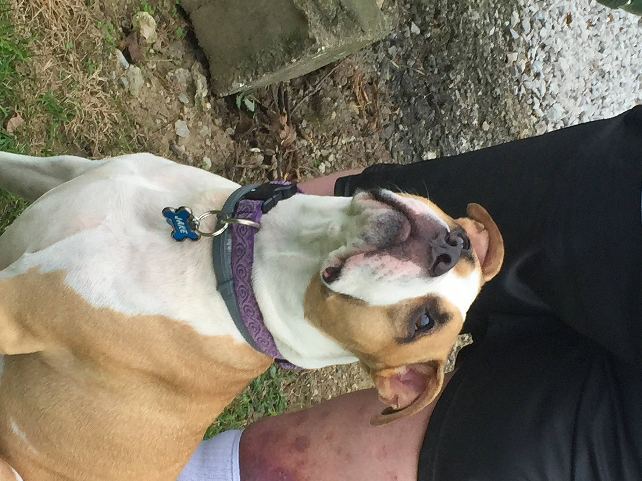 Jake joined the competition — help win amazing prizes! adventure, american_bulldog, american_pit_bull_terrier, american_staffordshire_terrier, boston_terrier, canidae, carnivore, collar, companion_dog, dog, dog_breed, dog_collar, ear, fawn, mammal, non_sporting_group, pit_bull, snout, sporting_group, valley_bulldog