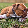 puppy, dog, grass, stick, outdoor, brown, white_paws, collar, closeup, young_dog, chewing, animal, pet, nature, playful, cute, canine, snout, ears, fur