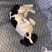 Alba Lia a rejoint le concours — aidez-le/la à gagner de superbes lots ! animal, bed, black_and_white, blanket, canine, cozy, cute, dog, fur, indoor, looking_up, lying_down, pet, playful, puppy, relaxed, resting, soft, texture, young_dog