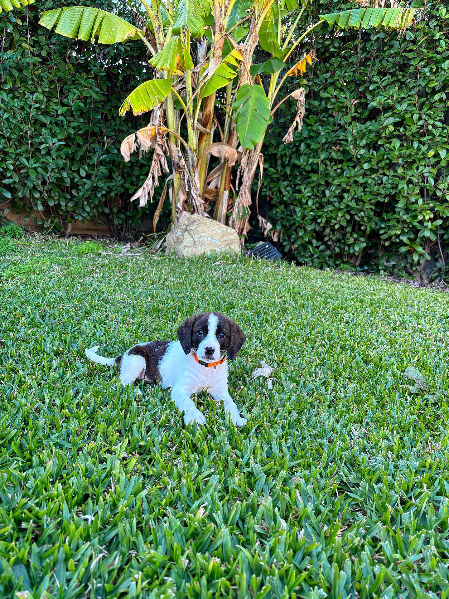 Alba Lia a rejoint le concours — aidez-le/la à gagner de superbes lots ! adorable, animal, banana_plant, collar, curious, cute, daylight, dog, garden, grass, greenery, leaf, lying_down, nature, outdoor, pet, plant, puppy, small_dog, young_dog