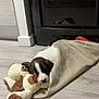 Alba Lia a rejoint le concours — aidez-le/la à gagner de superbes lots ! adorable, blanket, brown_and_white, comfort, cozy, cute, dog, domestic, floor, indoor, napping, pet, plush_toy, puppy, quiet, resting, sleeping, small, toy, young