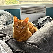 Tymou a rejoint le concours — aidez-le/la à gagner de superbes lots ! animal, building, cat, cozy, cute, fan, fur, greenery, heater, indoor, jeans, kitten, lap, orange_tabby, person, pet, relaxing, resting, white_shirt, window