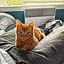 animal, building, cat, cozy, cute, fan, fur, greenery, heater, indoor, jeans, kitten, lap, orange_tabby, person, pet, relaxing, resting, white_shirt, window