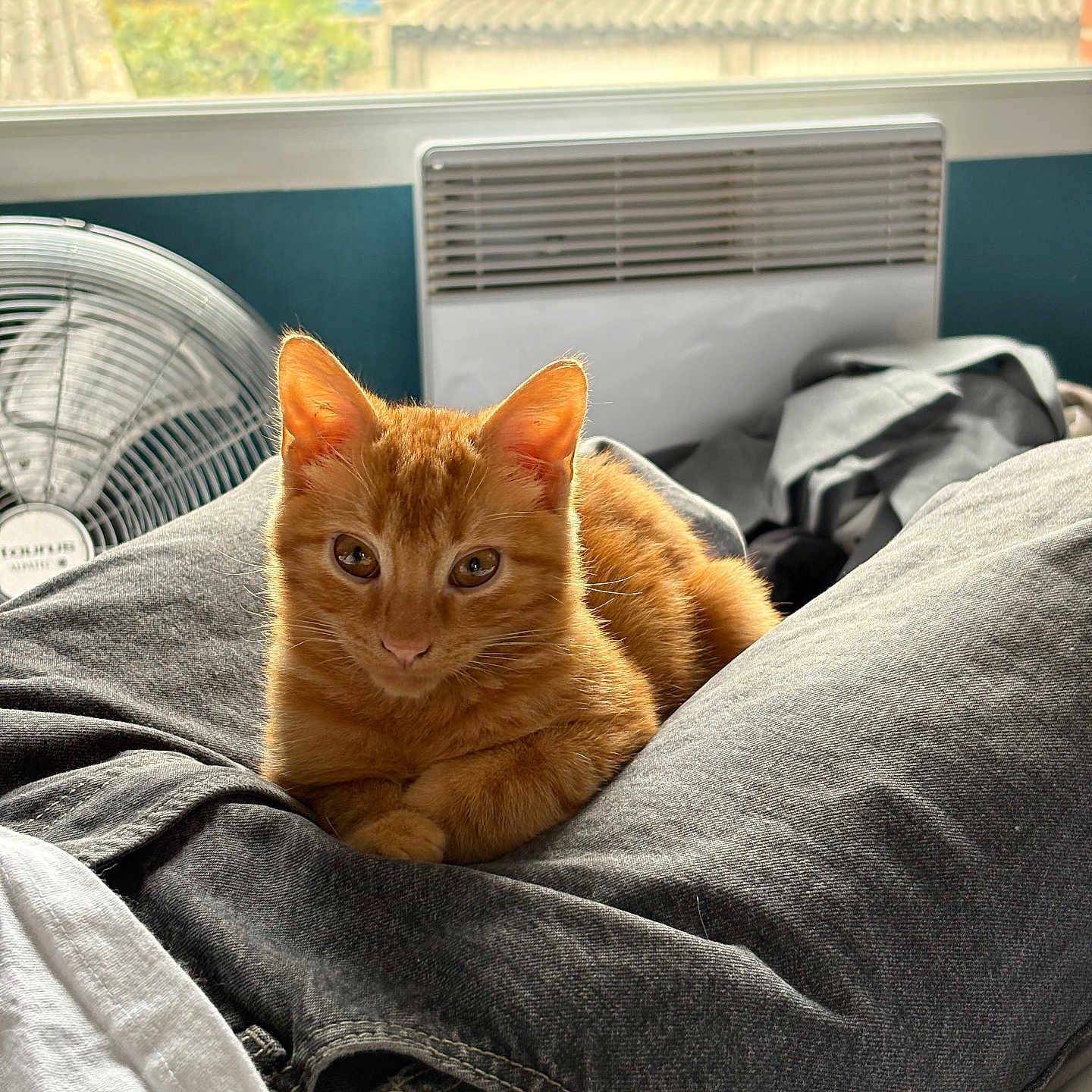 Tymou a rejoint le concours — aidez-le/la à gagner de superbes lots ! animal, building, cat, cozy, cute, fan, fur, greenery, heater, indoor, jeans, kitten, lap, orange_tabby, person, pet, relaxing, resting, white_shirt, window