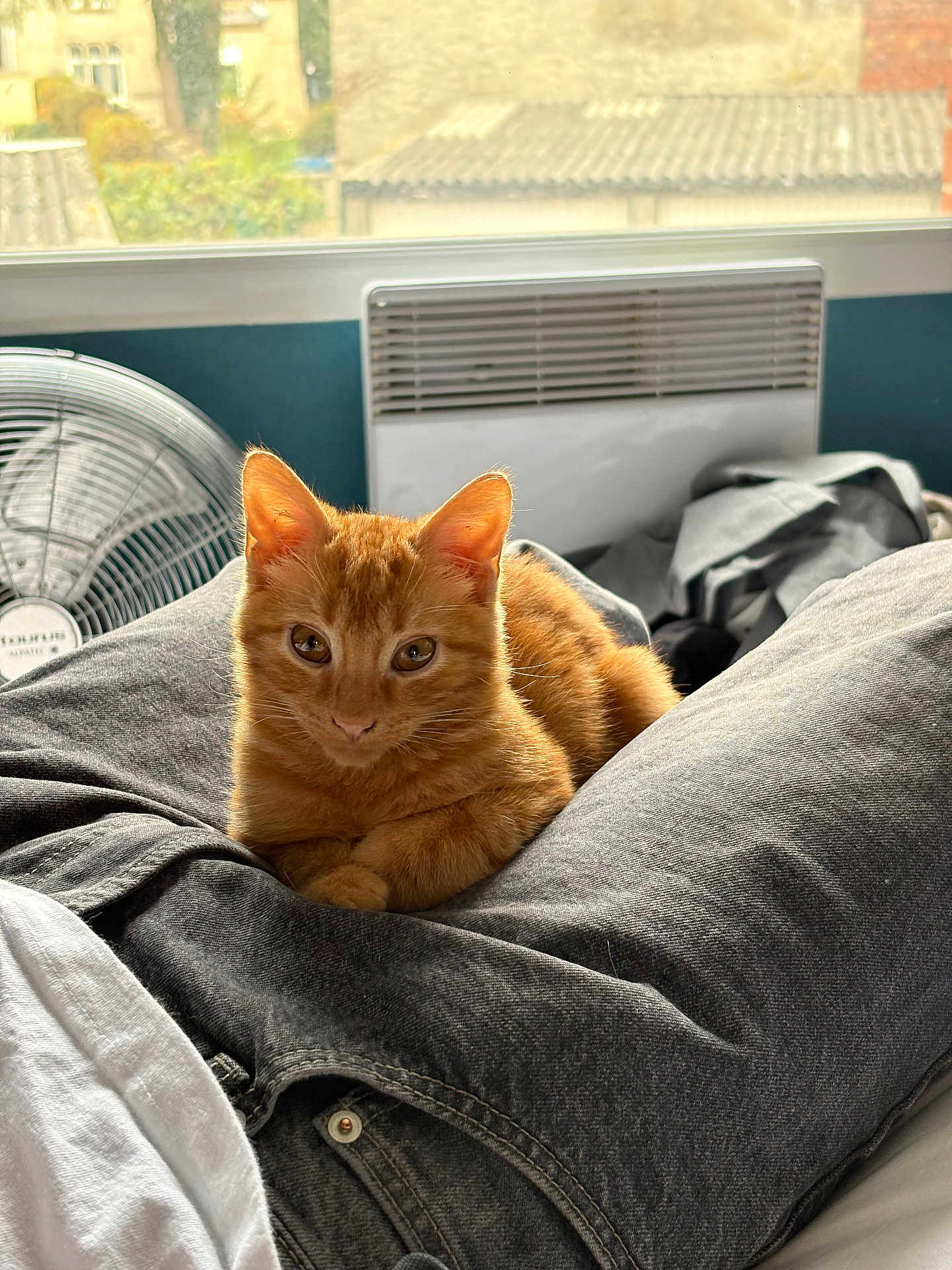 Tymou a rejoint le concours — aidez-le/la à gagner de superbes lots ! animal, building, cat, cozy, cute, fan, fur, greenery, heater, indoor, jeans, kitten, lap, orange_tabby, person, pet, relaxing, resting, white_shirt, window