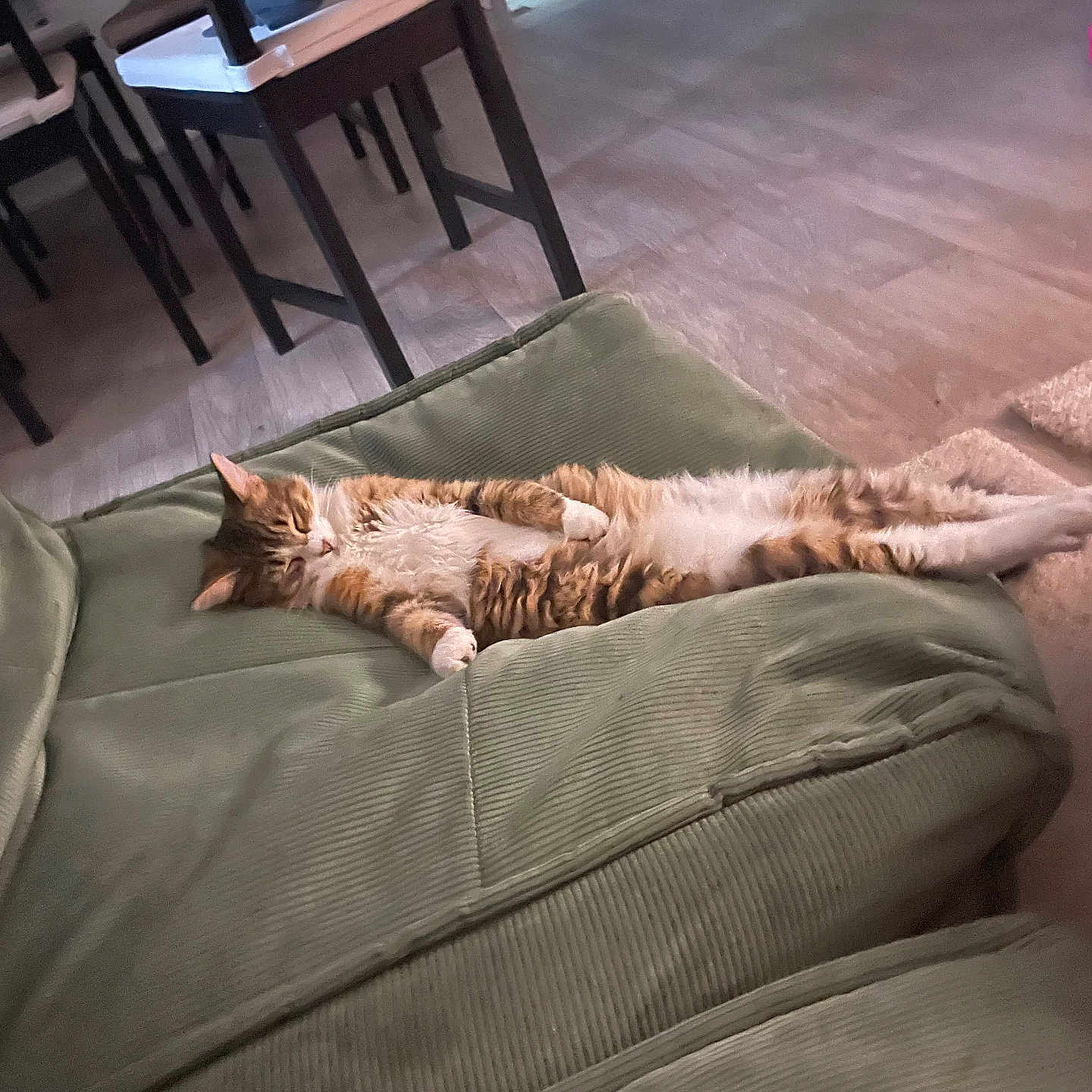 Romy participe au concours pour gagner de l'argent avec cette photo : animal, architecture, blanket, building, cat, chair, couch, cushion, furniture, hardwood, homedecor, indoors, interiordesign, kitten, livingroom, person, pet, room, sleeping, wood