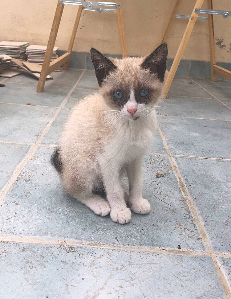 Ruby a rejoint le concours — aidez-le/la à gagner de superbes lots ! aegean_cat, carnivore, cat, domestic_short_haired_cat, fawn, felidae, german_rex, kitten, mammal, ojos_azules, polydactyl_cat, ragdoll, siamese, small_to_medium_sized_cats, snowshoe, tail, thai, turkish_angora, vertebrate, whiskers