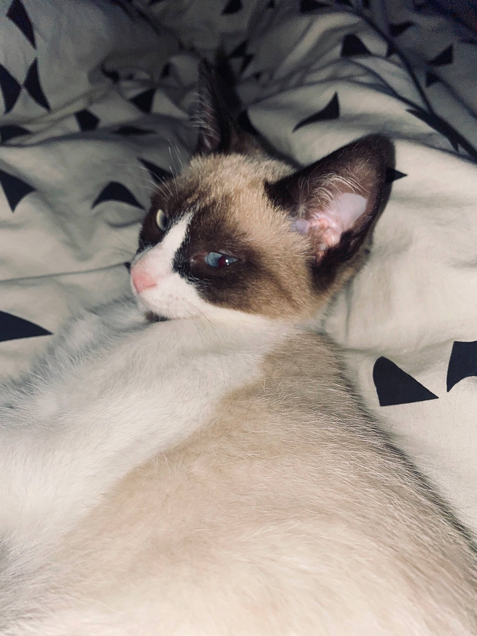 Ruby participe au concours pour gagner de l'argent avec cette photo : balinese, carnivore, cat, colorpoint_shorthair, cornish_rex, eye, fawn, felidae, kitten, mammal, ojos_azules, siamese, small_to_medium_sized_cats, snout, snowshoe, thai, vertebrate, whiskers
