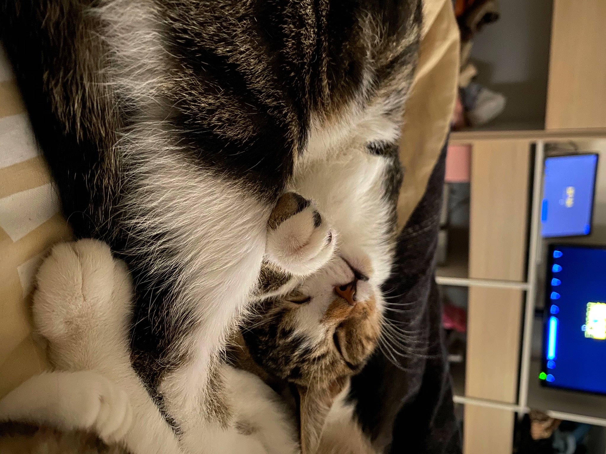 Fidgi a rejoint le concours — aidez-le/la à gagner de superbes lots ! american_shorthair, american_wirehair, asian, carnivore, cat, domestic_short_haired_cat, dragon_li, ear, european_shorthair, eye, felidae, fur, kitten, mammal, nose, paw, small_to_medium_sized_cats, snout, tabby_cat, whiskers