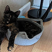 Nyx is registered to the contest to win money with this photo: cat, tortoiseshell_cat, pet, basket, rope_bed, hardwood_floor, lamp, toy, plush_toy, doorway, baseboard, wall, corner, relaxed, paws, ears, whiskers, indoor, portrait, fur