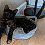 cat, tortoiseshell_cat, pet, basket, rope_bed, hardwood_floor, lamp, toy, plush_toy, doorway, baseboard, wall, corner, relaxed, paws, ears, whiskers, indoor, portrait, fur