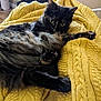 cat, tortoiseshell_cat, yellow_blanket, knit_blanket, bed, cozy, fur, paws, green_eyes, whiskers, lounging, indoor, furniture, nightstand, lamp, power_cord, wood_floor, close_up, portrait, relaxed