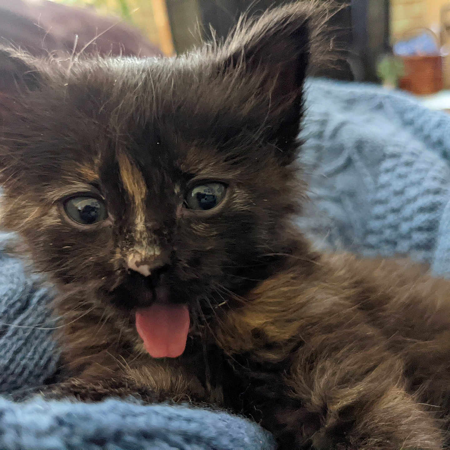 Nyx joined the competition — help win amazing prizes! bed, blanket, cat, close_up, cozy, cute, ears, fur_texture, furry, indoor, kitten, muzzle, pet, playful, portrait, sleepy, tongue_out, tortoiseshell_kitten, whiskers, wide_eyes