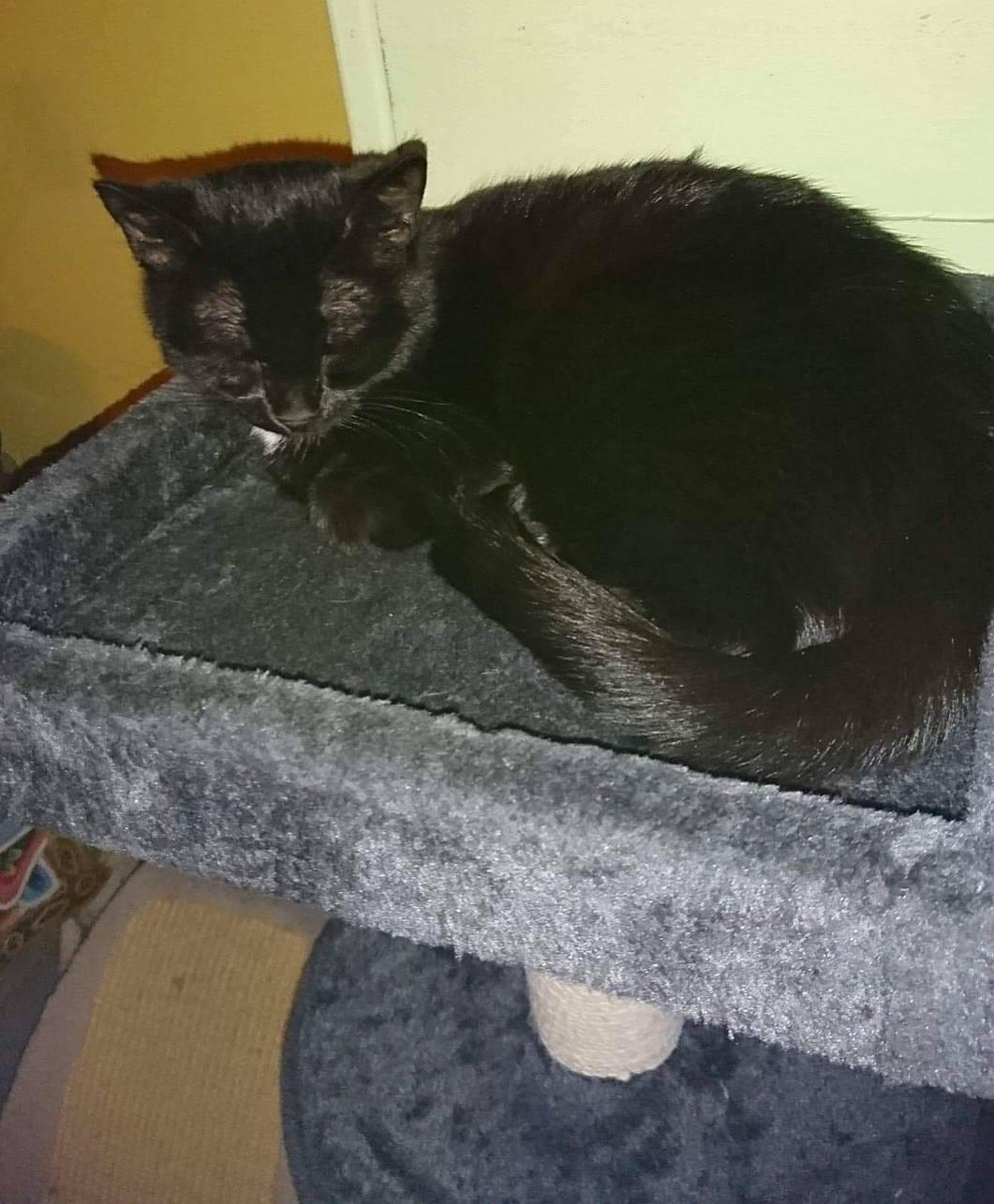 Raia joined the competition — help win amazing prizes! black_cat, bombay, carnivore, cat, cat_supply, comfort, domestic_short_haired_cat, eye, felidae, fur, grey, rectangle, sitting, small_to_medium_sized_cats, tail, terrestrial_animal, whiskers, window