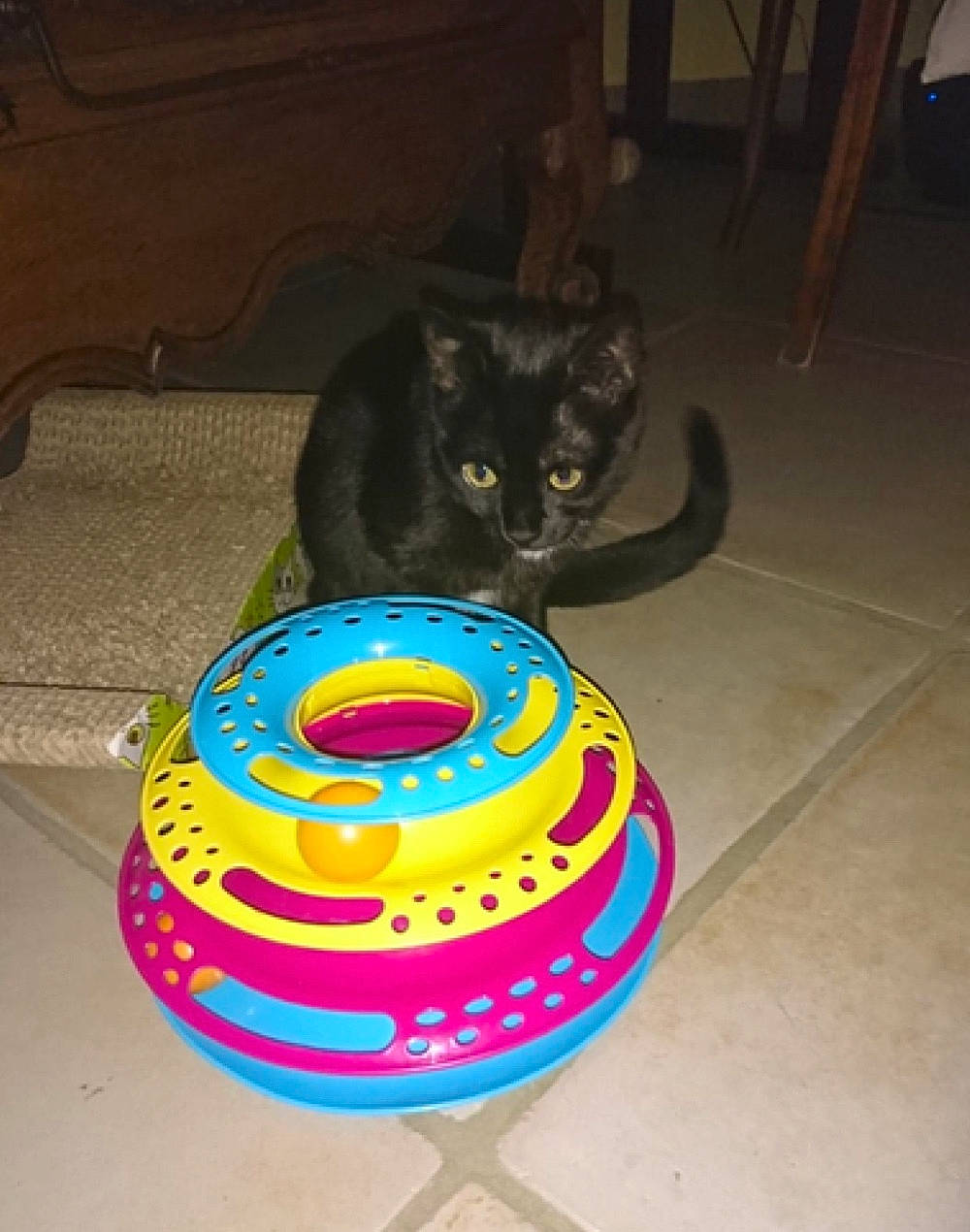 Raia is registered to the contest to win money with this photo: ball, carnivore, cat, chair, circle, domestic_short_haired_cat, electric_blue, entertainment, felidae, floor, flooring, flying_disc, gas, hardwood, logo, party_supply, personal_protective_equipment, small_to_medium_sized_cats, tail, whiskers