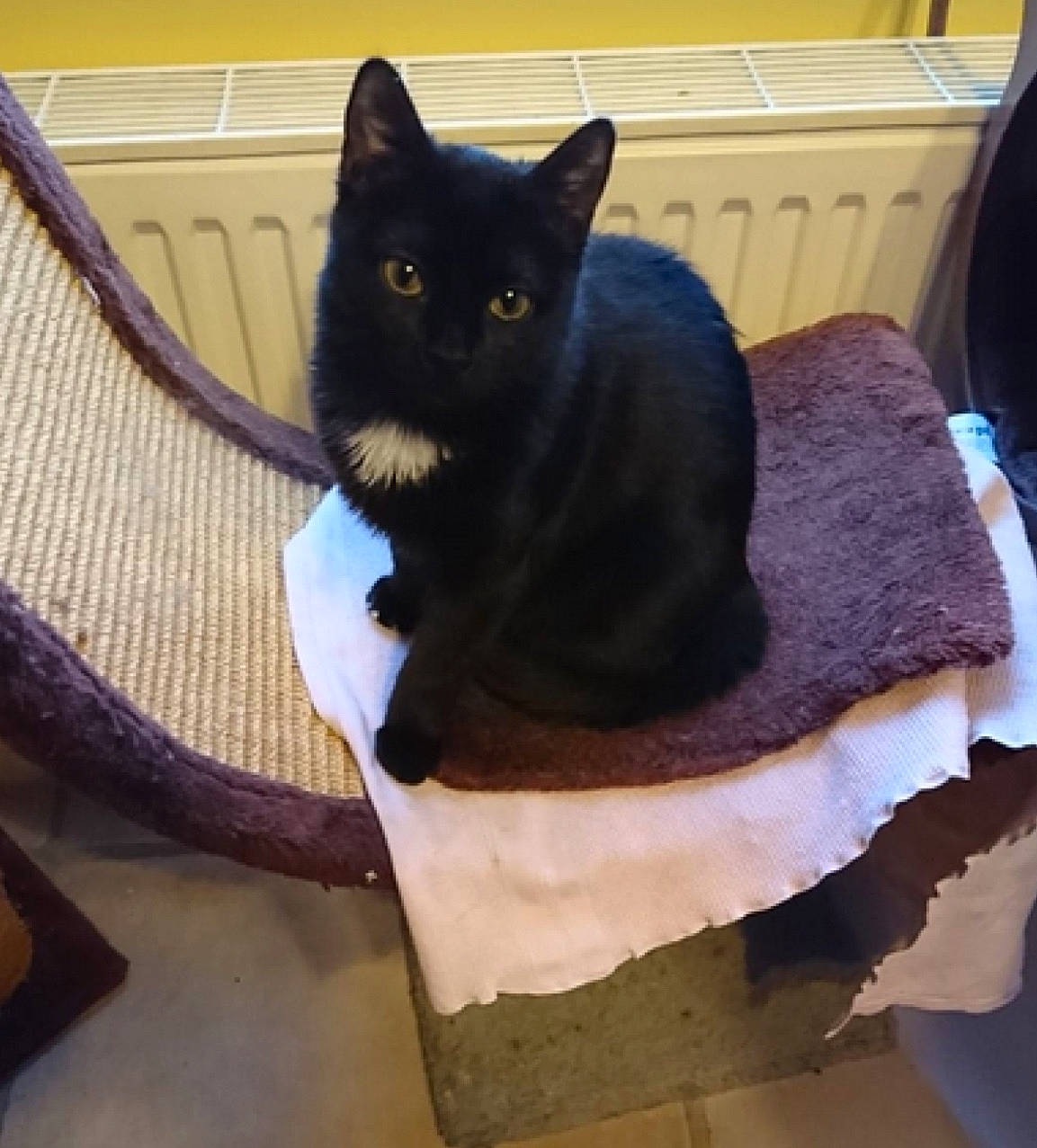 Raia is registered to the contest to win money with this photo: black_cat, bombay, carnivore, cat, cat_supply, comfort, couch, domestic_short_haired_cat, felidae, fur, grey, linens, pet_supply, purple, sitting, small_to_medium_sized_cats, snout, tail, whiskers, wood