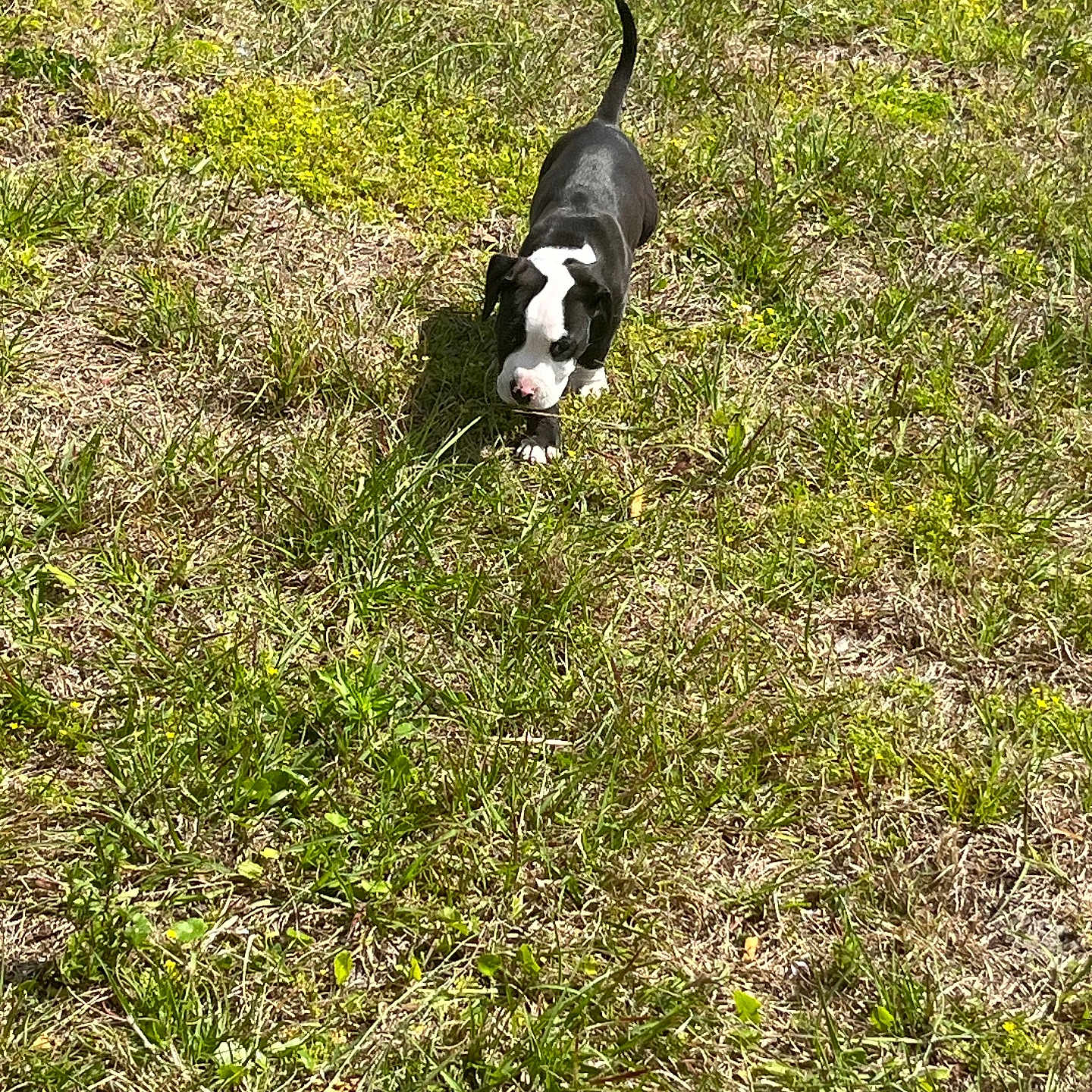 Smokey is registered to the contest to win money with this photo: accessories, animal, ball, bostonbull, bulldog, canine, dog, field, grass, grassland, hound, lawn, nature, outdoors, pet, pitbull, plant, pointer, puppy, strap