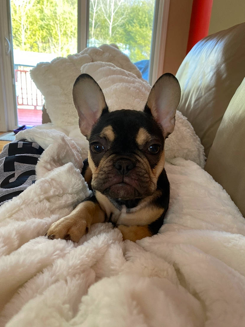 Keto joined the competition — help win amazing prizes! bulldog, canidae, carnivore, comfort, companion_dog, curtain, dog, dog_breed, ear, eye, fawn, head, mammal, snout, sporting_group, toy_dog, vertebrate, whiskers, working_animal, wrinkle