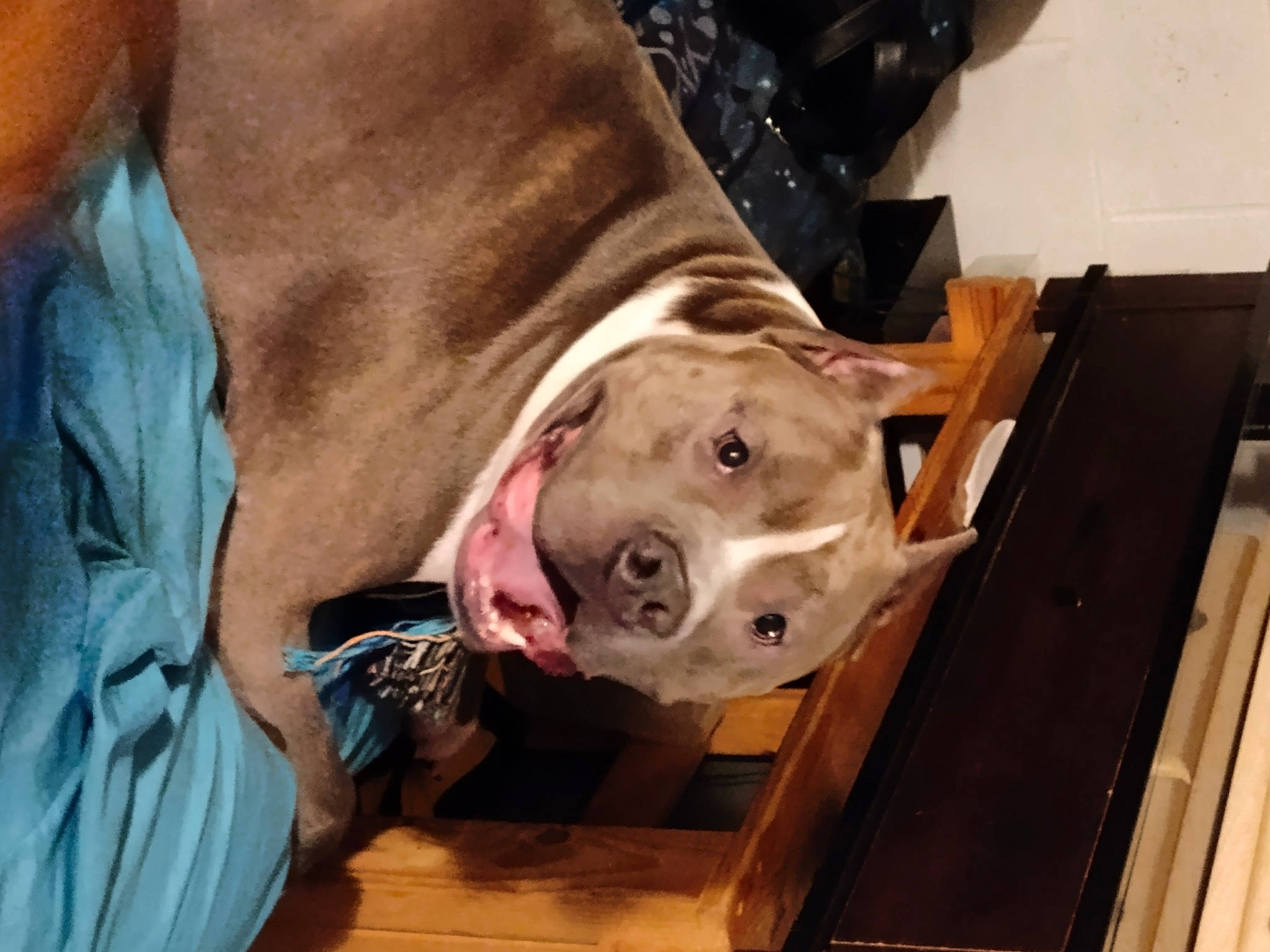 Tucker joined the competition — help win amazing prizes! canidae, carnivore, dog, dog_breed, dog_supply, fawn, guard_dog, liver, neapolitan_mastiff, non_sporting_group, snout, sporting_group, terrestrial_animal, whiskers, wood, working_animal, wrinkle