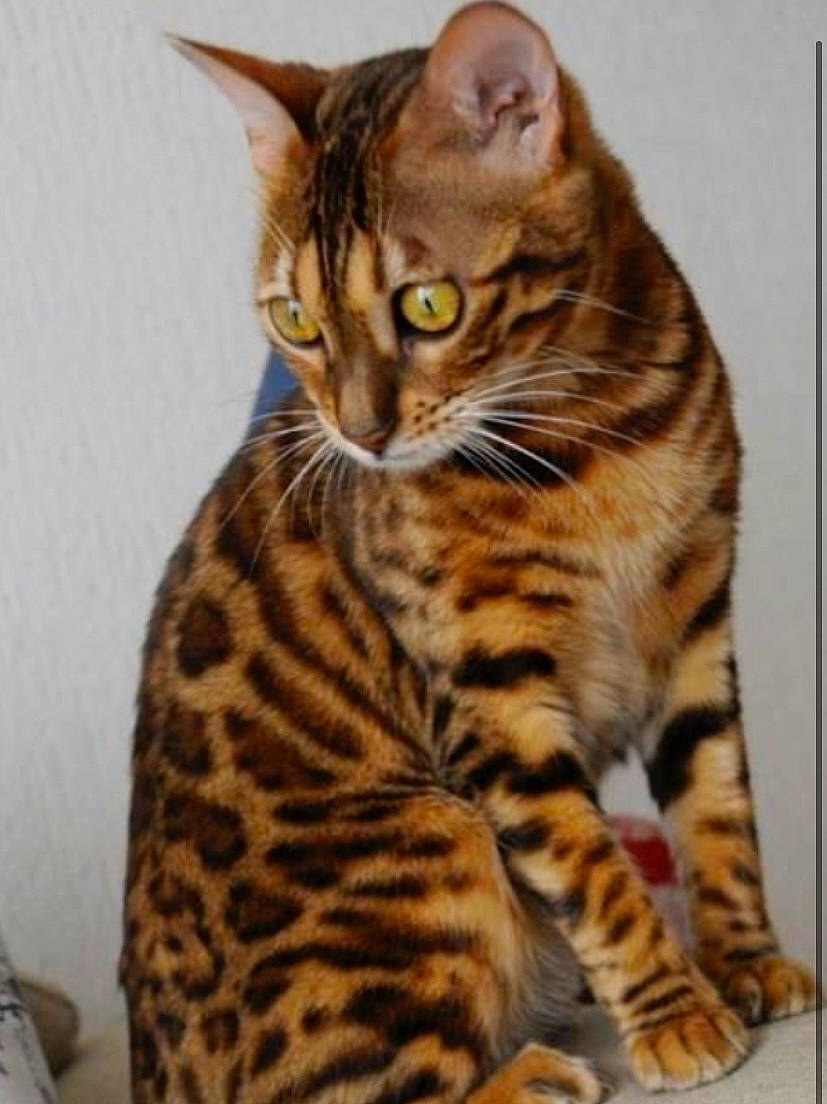 Guyguy a rejoint le concours — aidez-le/la à gagner de superbes lots ! carnivore, cat, domestic_short_haired_cat, eye, felidae, fur, hair, head, small_to_medium_sized_cats, snout, tail, terrestrial_animal, whiskers, wildlife