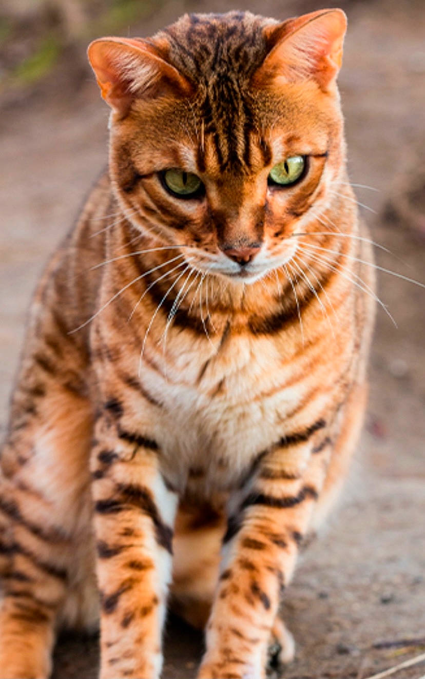 Guyguy a rejoint le concours — aidez-le/la à gagner de superbes lots ! carnivore, cat, claw, close_up, domestic_short_haired_cat, fawn, felidae, fur, grass, paw, small_to_medium_sized_cats, snout, tail, terrestrial_animal, tree, whiskers, wildlife