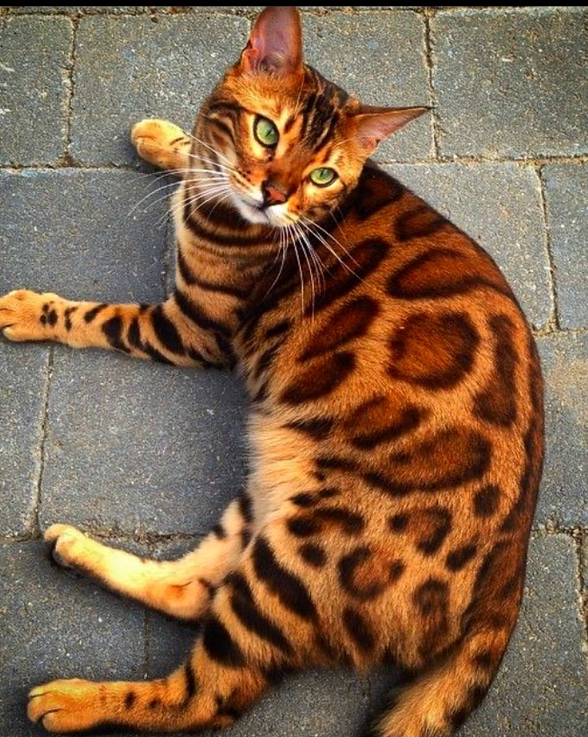 Guyguy participe au concours pour gagner de l'argent avec cette photo : big_cats, carnivore, cat, door, eye, fawn, felidae, foot, fur, human_body, organism, paw, road_surface, sitting, small_to_medium_sized_cats, snout, tail, terrestrial_animal, whiskers, wildlife