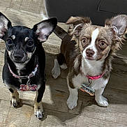 Sophie And Evie joined the competition — help win amazing prizes! dog, small_dog, pet, indoor, floor, wooden_floor, collar, dog_tag, ears, brown_dog, black_dog, standing, looking_up, curious, animal, companion, cute, two_dogs, canine, domestic_animal