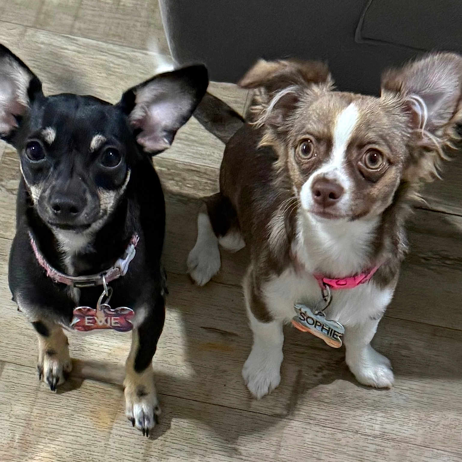 Sophie And Evie joined the competition — help win amazing prizes! animal, black_dog, brown_dog, canine, collar, companion, curious, cute, dog, dog_tag, domestic_animal, ears, floor, indoor, looking_up, pet, small_dog, standing, two_dogs, wooden_floor