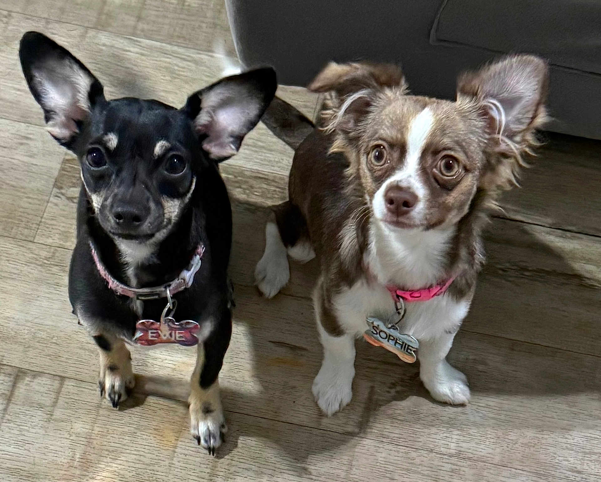 Sophie And Evie