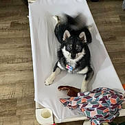 Luna joined the competition — help win amazing prizes! dog, puppy, pet_bed, black_and_white, curious, toy, blanket, indoor, wooden_floor, canine, animal, collar, cute, looking_up, resting, flooring, fur, ears, paw, name_tag