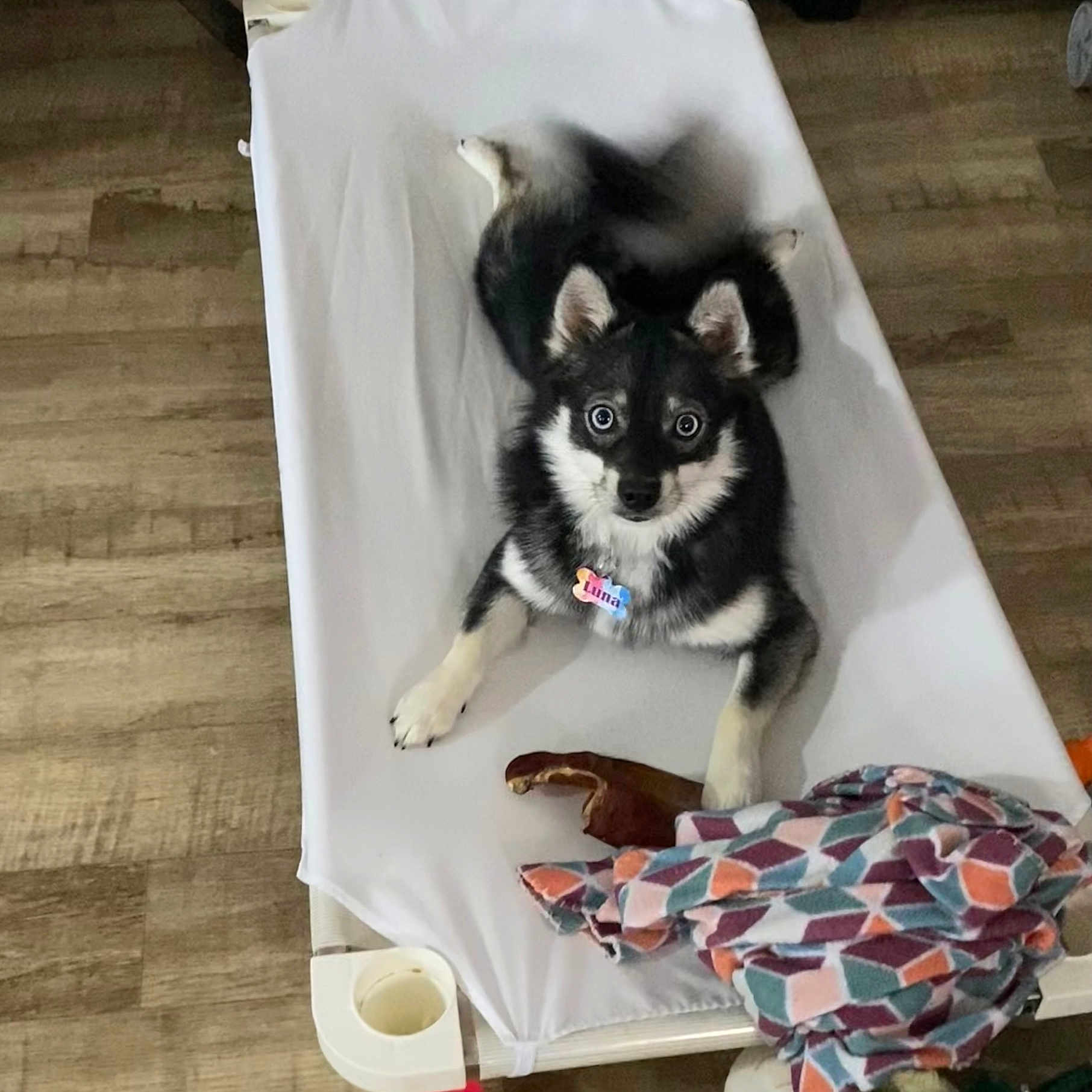 Luna joined the competition — help win amazing prizes! animal, black_and_white, blanket, canine, collar, curious, cute, dog, ears, flooring, fur, indoor, looking_up, name_tag, paw, pet_bed, puppy, resting, toy, wooden_floor