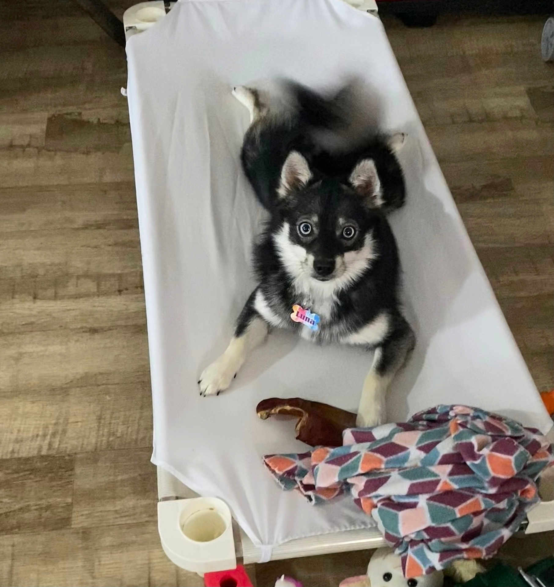 Luna joined the competition — help win amazing prizes! dog, puppy, pet_bed, black_and_white, curious, toy, blanket, indoor, wooden_floor, canine, animal, collar, cute, looking_up, resting, flooring, fur, ears, paw, name_tag
