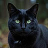 black_cat, cat, animal, pet, feline, close_up, green_eyes, whiskers, portrait, outdoor, nature, fur, face, eyes, mammal, domestic_animal, cute, alert, animal_portrait, focused