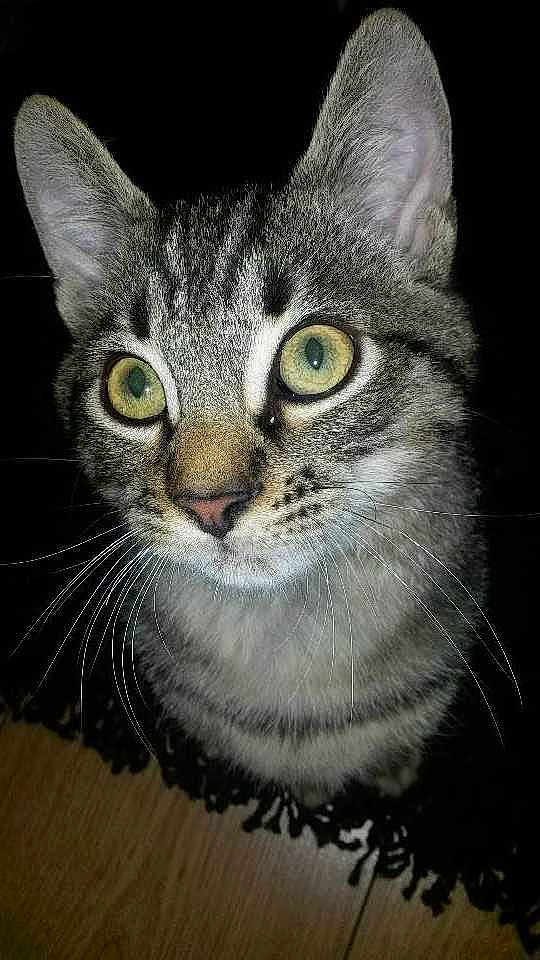 Junior
