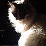 Crystal a rejoint le concours — aidez-le/la à gagner de superbes lots ! cat, fluffy, fur, light, shadow, dark_background, pet, animal, sitting, closeup, whiskers, tail, portrait, indoor, mammal, cute, feline, soft, calm, majestic