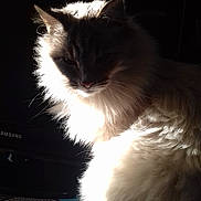 Crystal a rejoint le concours — aidez-le/la à gagner de superbes lots ! cat, fluffy, fur, light, shadow, dark_background, pet, animal, sitting, closeup, whiskers, tail, portrait, indoor, mammal, cute, feline, soft, calm, majestic