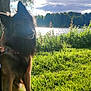 animal, canine, clouds, daytime, dog, fur, german_shepherd, grass, greenery, lake, leash, nature, outdoor, park, pet, sky, summer, sunlight, tree, water