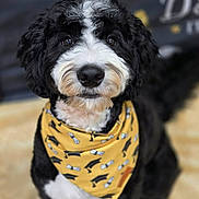 Daisy is registered to the contest to win money with this photo: dog, black_and_white, bandana, yellow_bandana, pet, cute, fur, portrait, animal, indoor, closeup, fluffy, muzzle, eyes, nose, standing, background_blur, domestic_animal, whiskers, friendly
